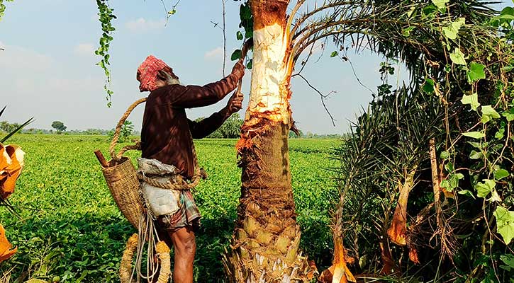 খেজুর রসের জন্য গাছ প্রস্তুত করছেন গাছিরা