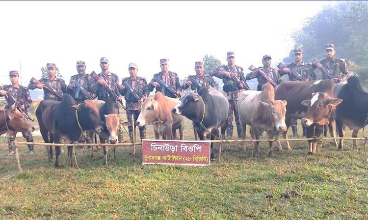 সুনামগঞ্জে ১৬টি গরুসহ ভারতীয় মালামাল জব্দ করেছে বিজিবি